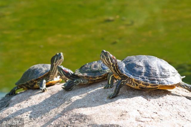 英国媒体评出世界十大宠物富豪,首富9000万英