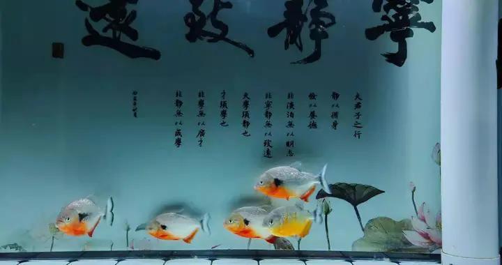 巴中市巴州區(qū)亮點(diǎn)生態(tài)水族館（巴中市巴州區(qū)亮點(diǎn)生態(tài)水族館電話） 全國水族館企業(yè)名錄