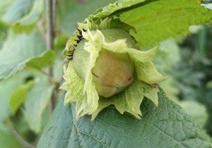 榛子适合在什么地方种植,湖北这边能否种植?_