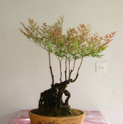 南天竹的叶子像什么东西_360问答