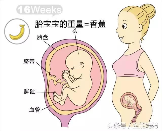 孕期麻麻|孕16周胎儿发育和妈妈变化