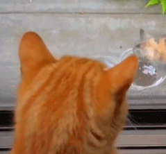 社保断交一个月