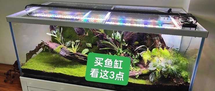 廣州賣觀賞魚的地方有哪些（廣州賣觀賞魚的地方有哪些店）