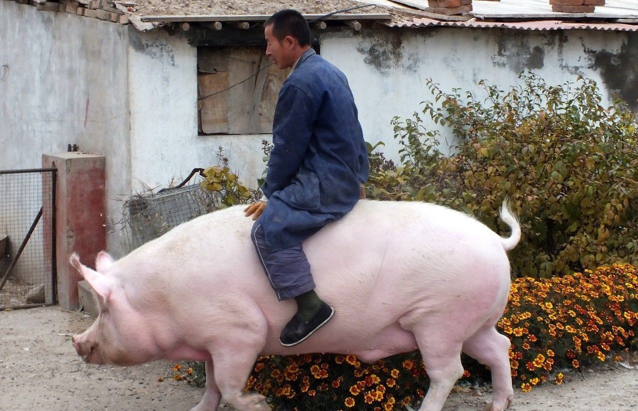 农民饲养身高1米重1200斤大肥猪,主人常骑它