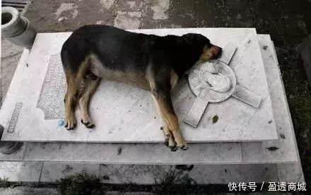 主人去世，爱犬随之消失，11年后真相大白：我愿一生孤独，只为爱