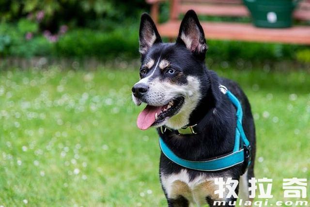 狗狗可以吃零食吗?狗狗吃零食好不好?