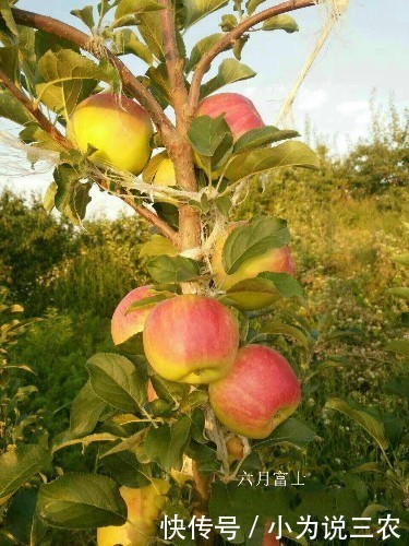 特早熟免套袋矮化六月富士苹果特点管理技术!