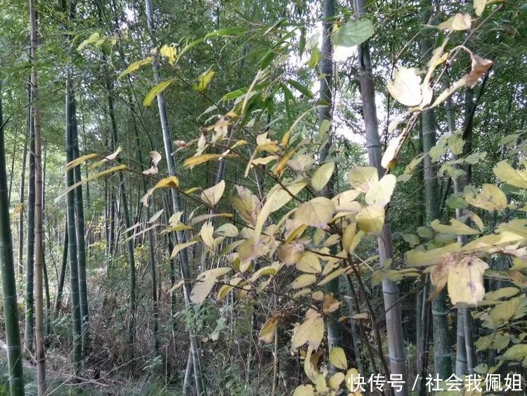 怀孕的人做梦梦到蛇，寓意与解析