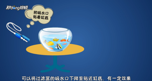 铜梁区红珊瑚水族屋（铜梁区红珊瑚水族屋地址）