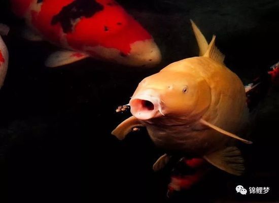 汇川区鱼情未了水族馆（鱼情未了主题餐厅怎么样）