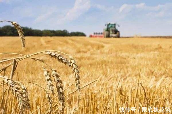 2019年小麦的价格行情怎么样看完专家说的,或