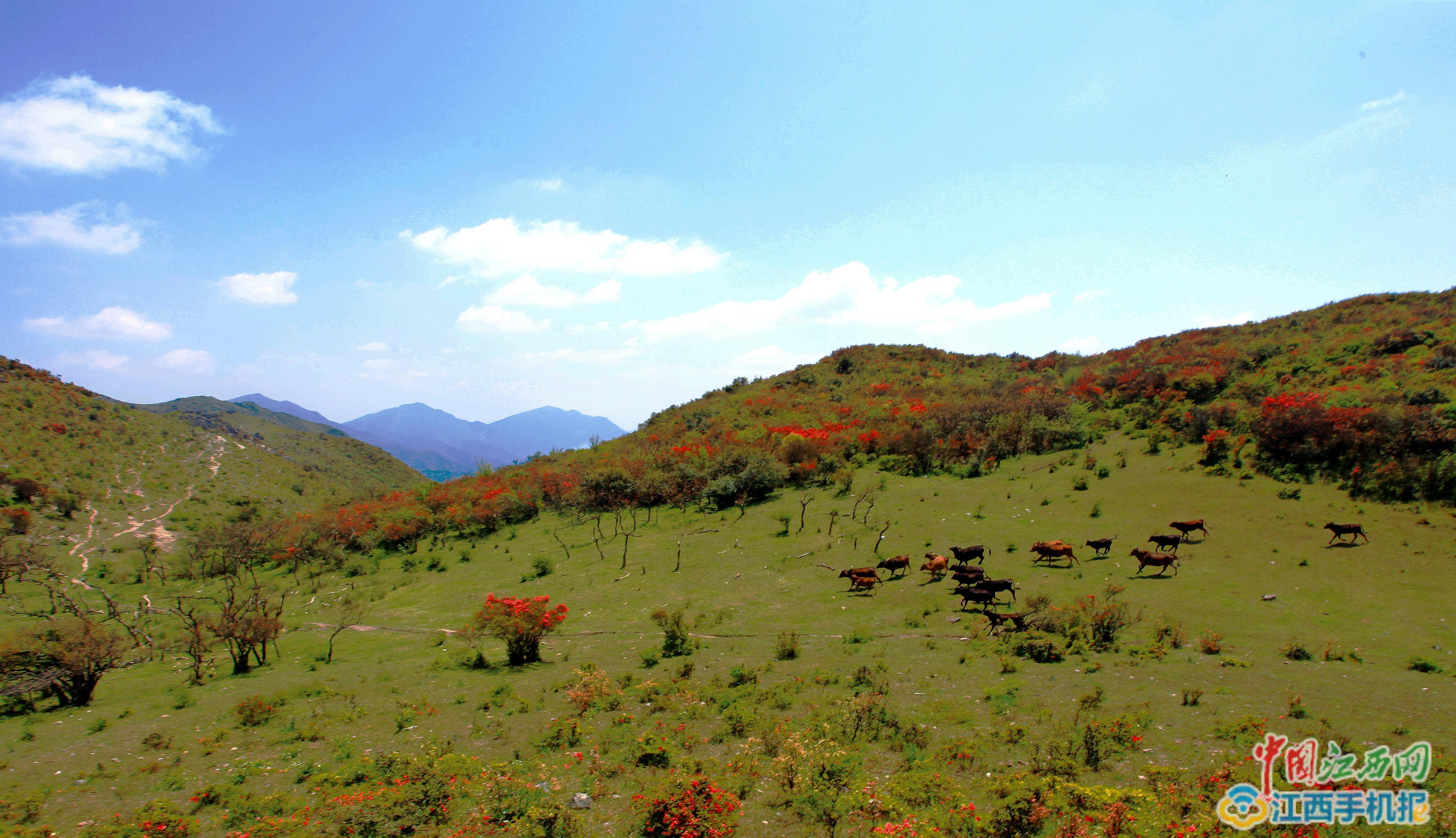 石城八卦脑漫山杜鹃花惹人醉