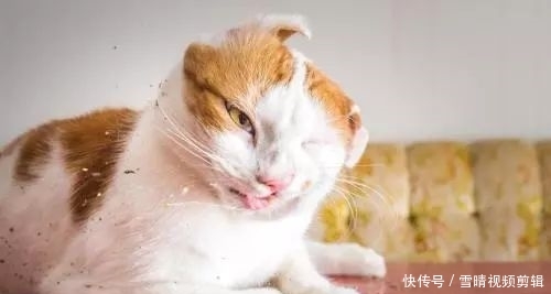 猫咪吸猫薄荷会上瘾?猫薄荷对猫有害么?