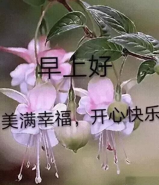 a表情一夏早上扭曲表情表情图,最美丽的早上心里问好的动态图片图片
