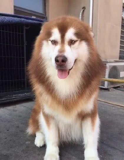 家父趁主人不在家,给阿拉斯加剪了个霸气的造