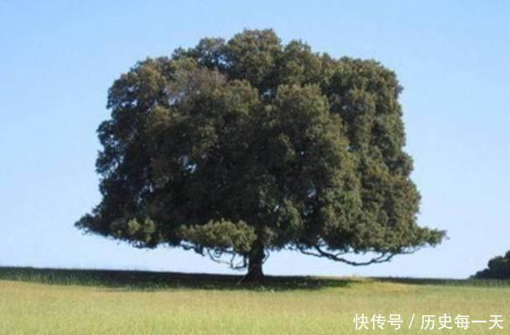 心理测试有4棵树,哪棵年龄最大测你老了靠什么养自己 澳门bbin注册