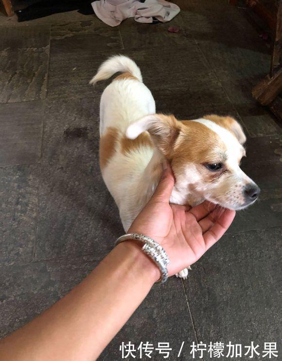 流浪狗跟着女孩回了家,谁知小家伙打得一手苦