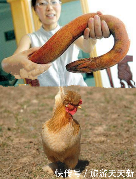 奇特美食之旅:湖北“龙凤配”VS广东“龙凤斗”,“龙”差很多