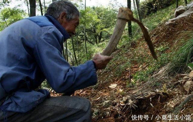 老人在山上捡到一块‘龙形”木头，专家鉴定后的结果，让他大失所