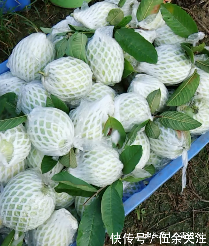 火遍市场的水果,人称小西瓜,每斤30元,农民种