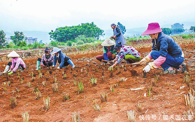 规模化种植的农民福利来了!这项补贴每亩200多