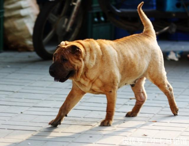 六种因体味太大,经常遭邻居投诉的狗狗,第一个