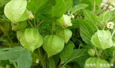 农村有天然的野生美味,漫山遍野的奇珍异宝,想想都值得回味