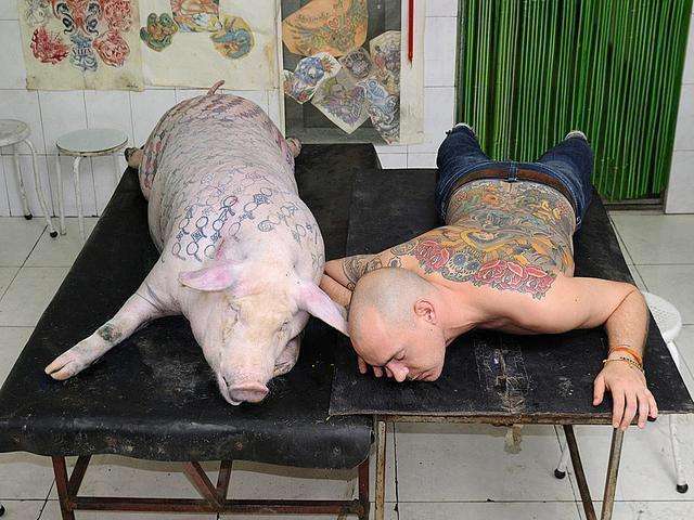 比利时一男子在猪身上纹身,有人竟花几百万争
