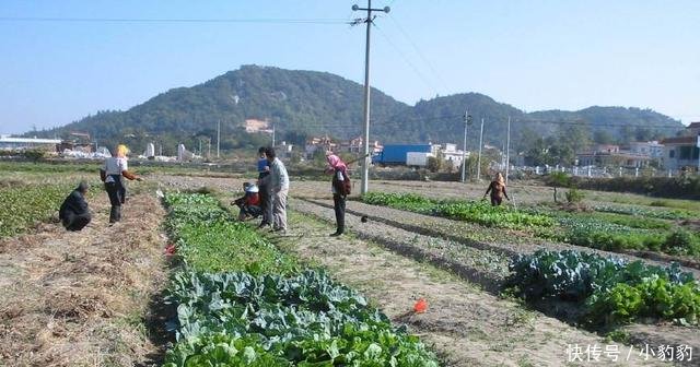 下半年,农村3类土地要被收回,农民留不住了,做
