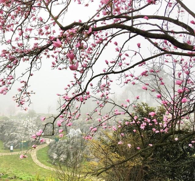简单一味鼻炎特效药,7天止鼻塞还能除根,好几
