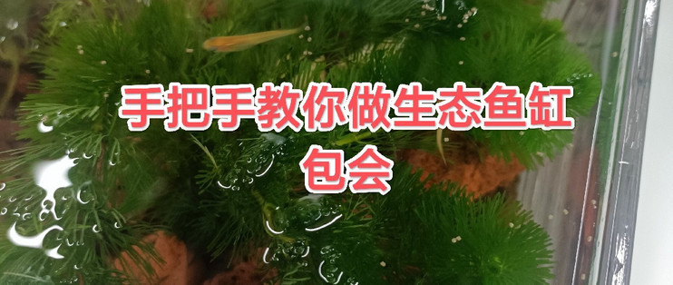 益陽龍魚批發(fā)市場（益陽龍魚批發(fā)市場在哪里）