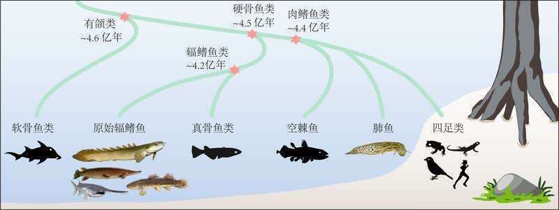 范縣新區(qū)風(fēng)水魚(yú)缸觀賞魚(yú)（濮陽(yáng)范縣新區(qū)風(fēng)水魚(yú)缸觀賞魚(yú)缸觀賞魚(yú)詳細(xì)介紹）