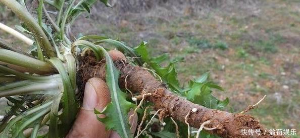 体内湿气重,每天用它泡水喝,排出湿气,一身轻