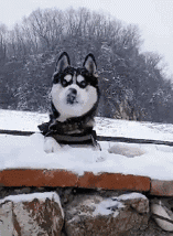 护士辞职信怎么写