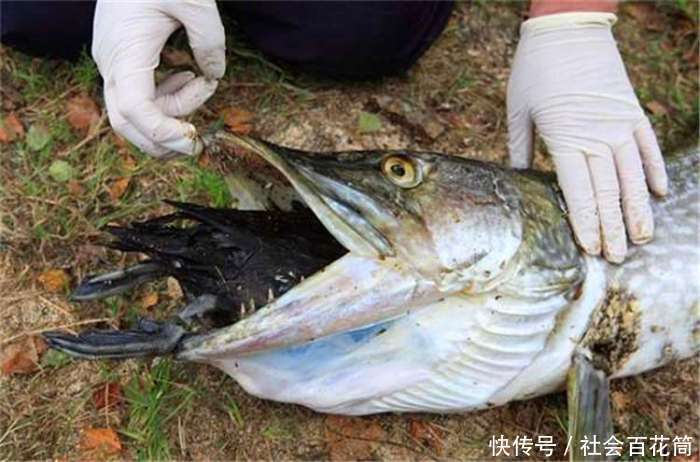 水下的大鱼被男子捞上来后,吓出一身冷汗!