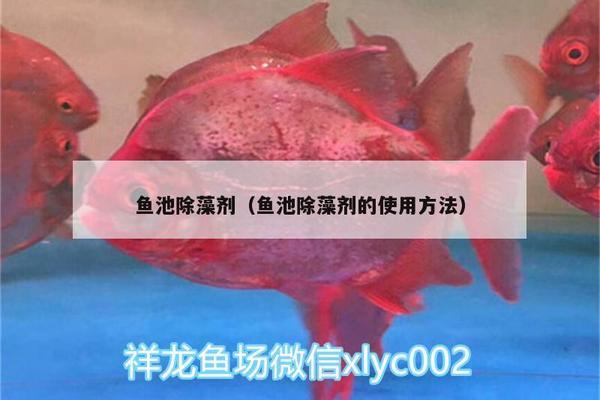 北美觀賞魚種類和冷水觀賞魚種類，錦鯉及時轉(zhuǎn)移到室內(nèi)水溫