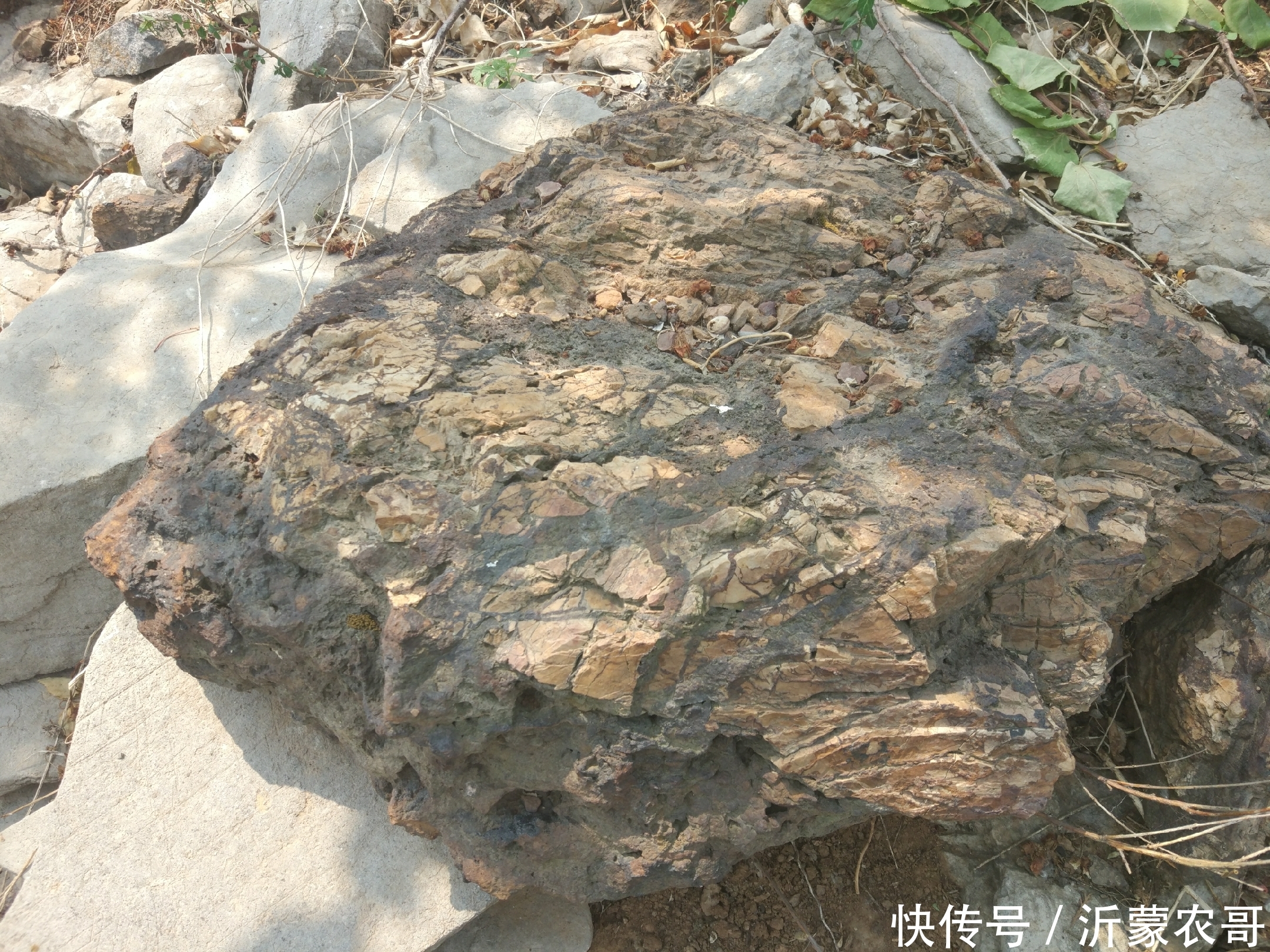 20年前这里开采过铁矿石,现在已经变成果园,结出的水果适合补铁