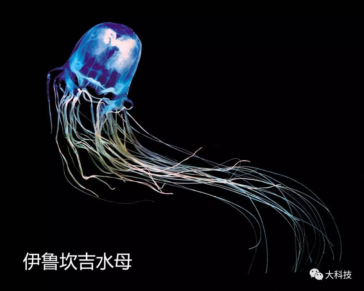 生物奇趣:梦幻水母结伴来袭