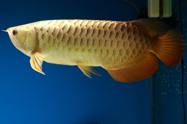 巨野县善师水族馆（巨野县善师水族馆电话）