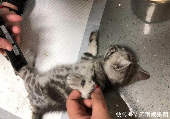 怎么看小猫有没有骨折 t013687df9293bc67b3.jpg