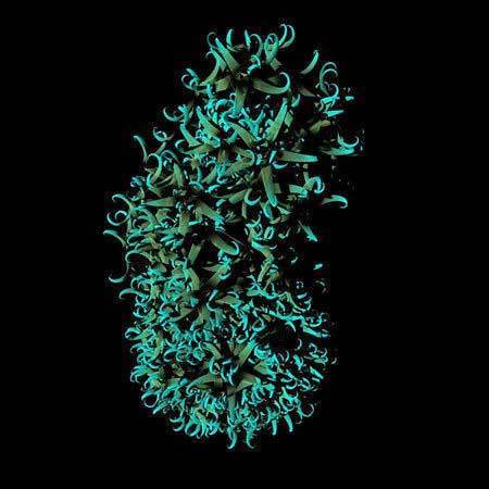 埃博拉病毒是僵尸病毒吗_病毒和细菌哪个厉害_最厉害的电脑病毒是什么