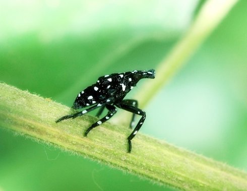 一种黑色特别小的小虫子圆形的它背上有小白点