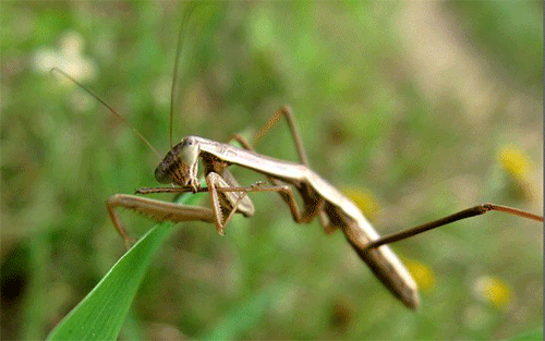 【开心怪谈第8期】论不要命,螳螂这种生物还没服过谁!
