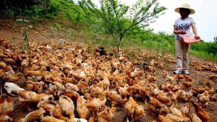 2018年最赚钱的六个农业养殖项目, 您了解几个