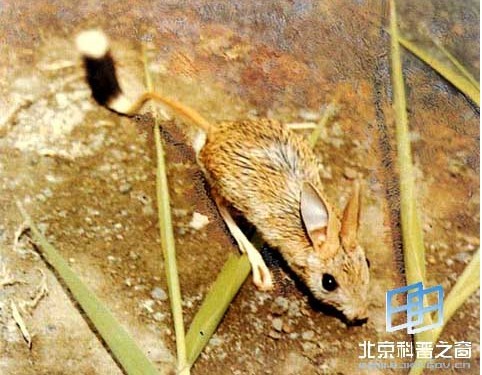 五趾跳鼠属