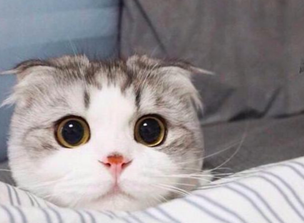 惹人怜爱的折耳猫,容易勾起保护欲,因为实在是太萌了