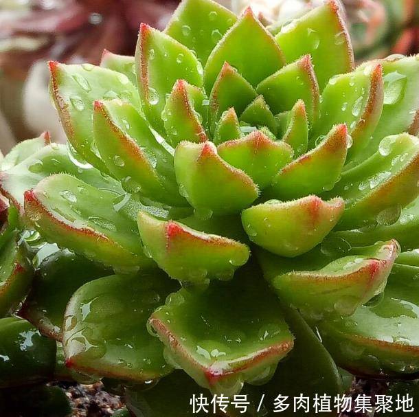 多肉植物在5月份掉叶?捡起来叶插繁殖,生根发