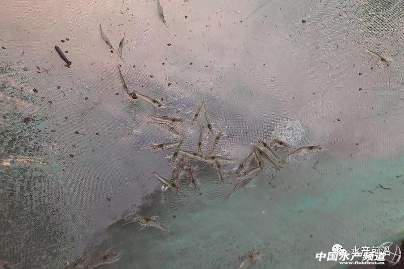 这种虾市价媲美白对虾,或成白虾的替代品种?