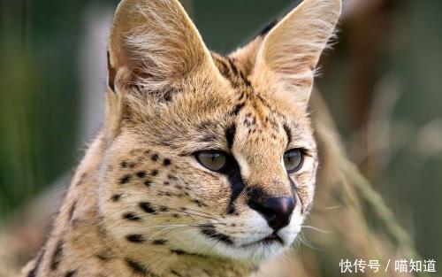 薮猫:本王真的很凶萌哦! 澳门新濠天地真人平台