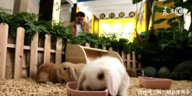 属兔人的运势尤其是1975年的,看完别哭!